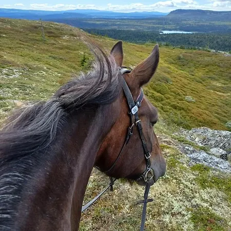 Nyaraló Banseterlodgen *